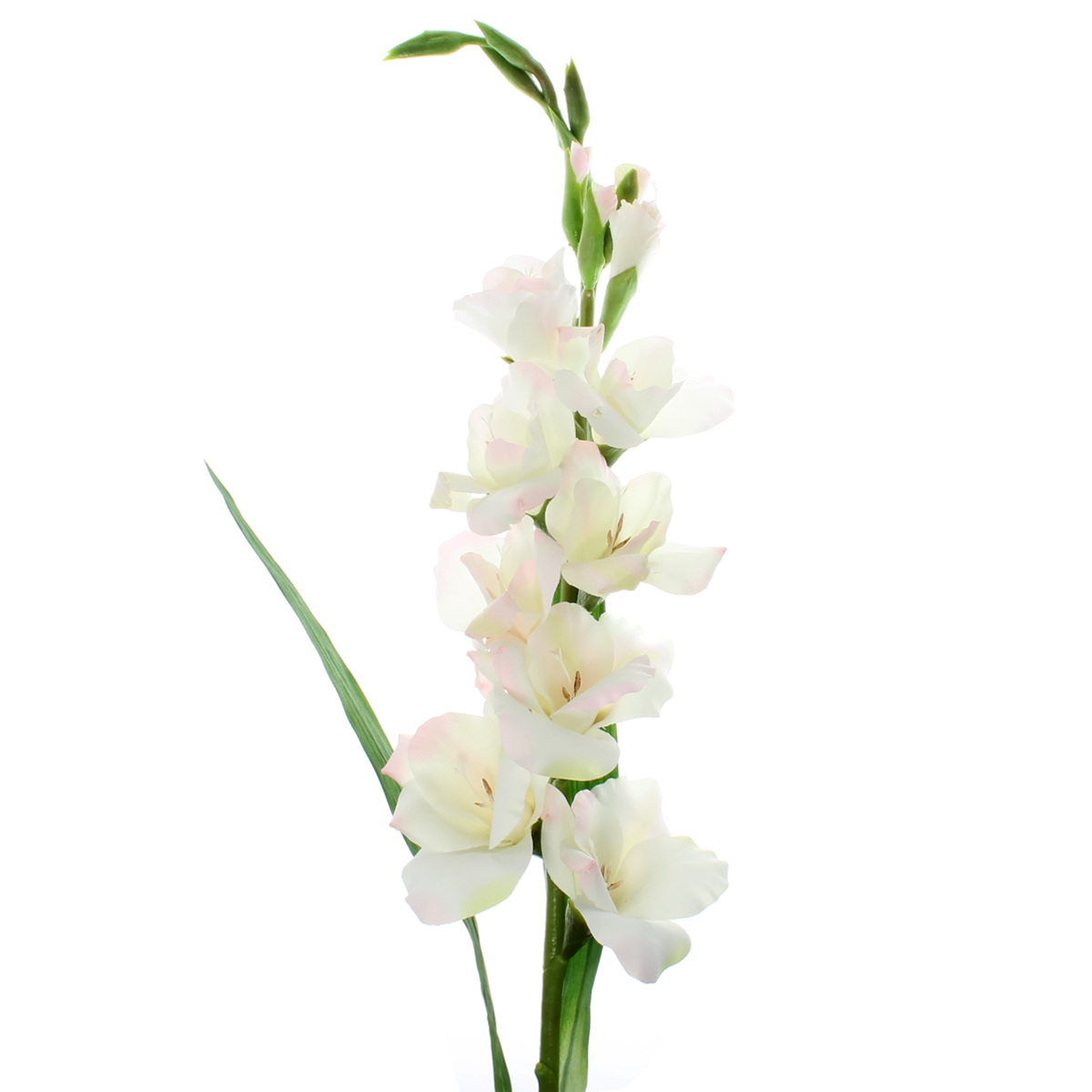 White Gladiolus by Ashland®